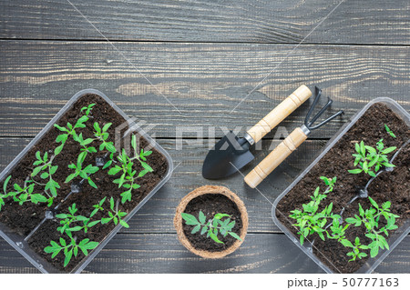 Eco friendly pots with young tomato sprouts Eco friendly pots with young tomato sprouts 50777163
