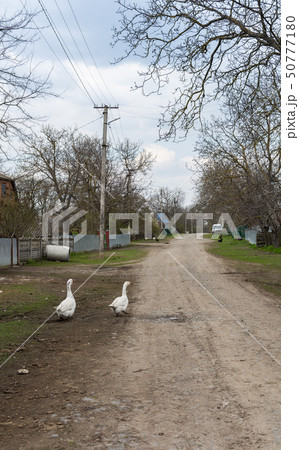 White geese walk around the village 50777180