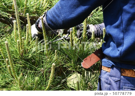 クロマツの剪定作業・ミドリ摘み 50778779