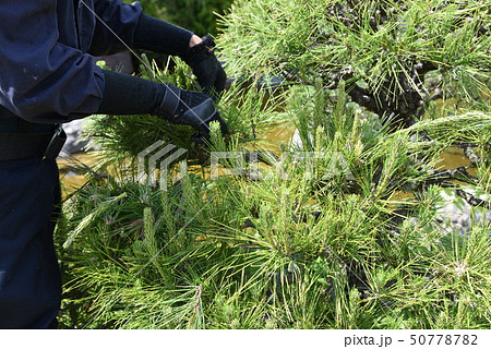 クロマツの剪定作業・ミドリ摘み 50778782