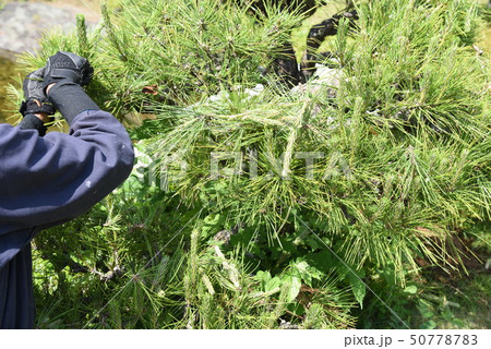 クロマツの剪定作業・ミドリ摘み 50778783