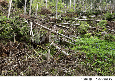 【社会問題】森林伐採　土砂崩れ　自然災害 50778835