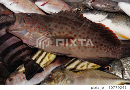 釣り釣果 チャイロマルハタ 釣り釣果 チャイロマルハタ 50779241