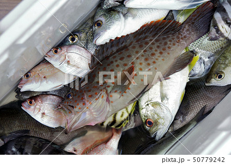 釣り釣果 チャイロマルハタ 50779242