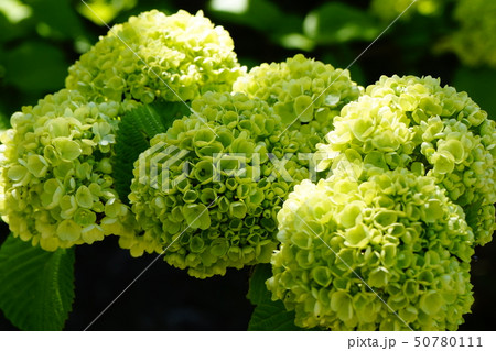 大手毬 球状花 大手毬 球状花 50780111