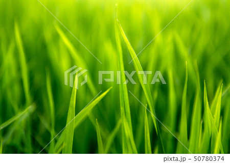 Rice on field. Green leaves. 50780374