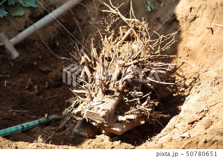 抜根作業 50780651