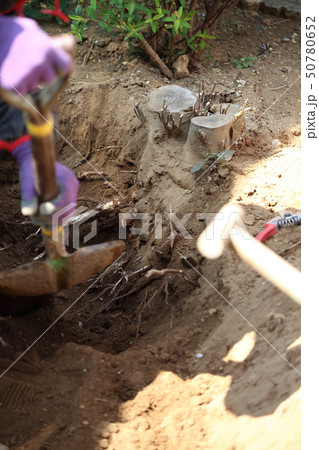 抜根作業 50780652