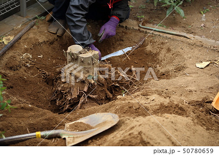 抜根作業 50780659