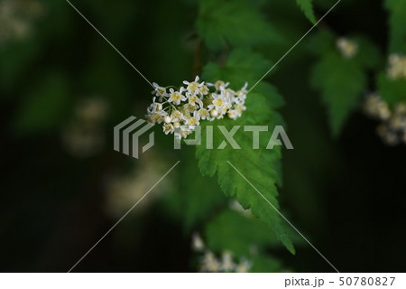 コゴメウツギの花 50780827