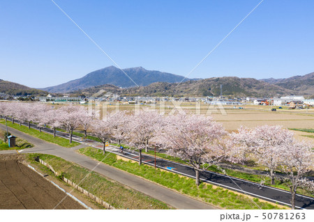 つくば霞ヶ浦りんりんロードの桜並木と筑波山 筑波自転車道 桜川土浦自転車道線 自転車道 茨城県の写真素材