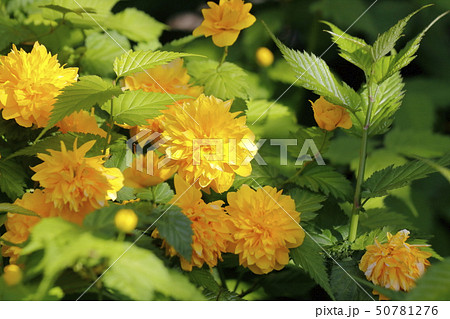 ヤエヤマブキ ヤエヤマブキ 50781276