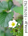 苺の花 50781762