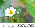 苺の花 50781763