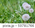 セイヨウタンポポ 50781766