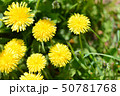 セイヨウタンポポ 50781768