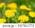 セイヨウタンポポ 50781773