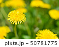セイヨウタンポポ 50781775