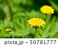 セイヨウタンポポ 50781777