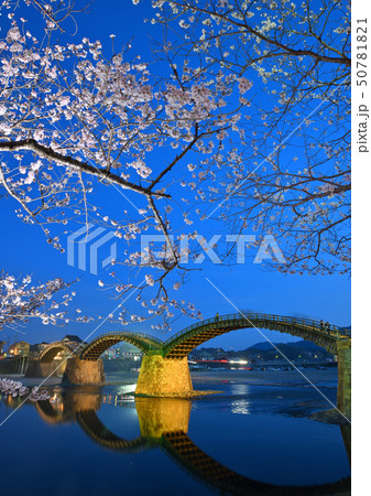 桜と錦帯橋のライトアップ 50781821