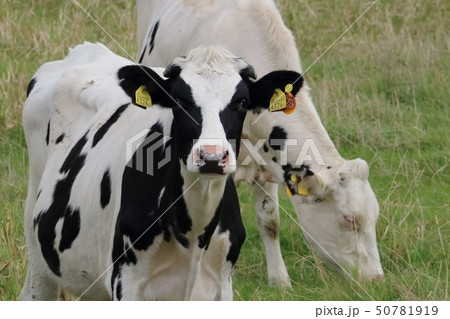 北海道　猿払　放牧される牛 50781919