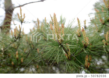 松の新芽 50782036