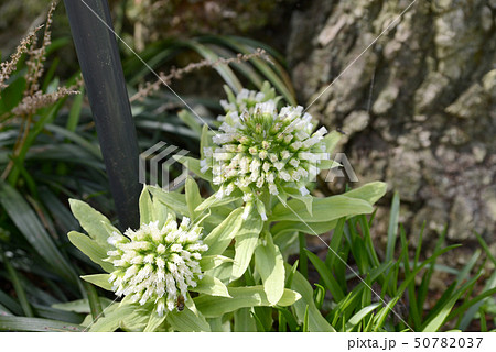 フキの花 50782037