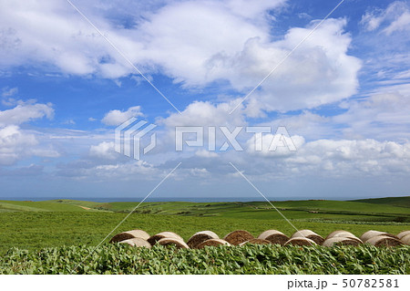 北海道　稚内　宗谷丘陵 50782581