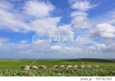 北海道　稚内　宗谷丘陵 50782583
