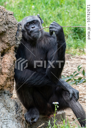 チンパンジー 50782671