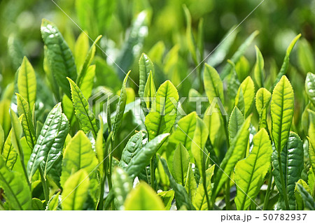 茶畑 茶畑 50782937