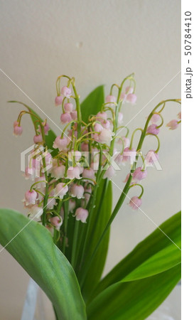 すずらん 鈴蘭 白背景 白バック カリフォルニア lily of the valley muget すずらん 鈴蘭 白背景 白バック カリフォルニア lily of the valley muget 50784410