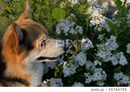 野バラと一緒 50784799