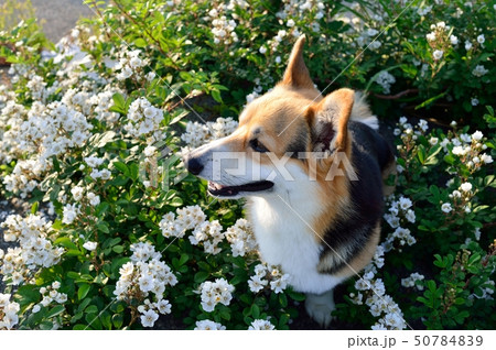 野バラと一緒 野バラと一緒 50784839