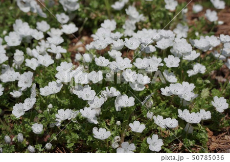 花壇のネモフィラ 花壇のネモフィラ 50785036