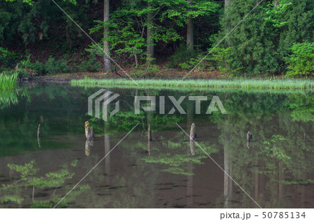 5月の平池 滋賀県高島市今津町 5月の平池 滋賀県高島市今津町 50785134