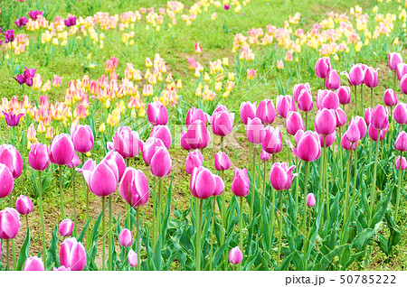 世羅高原農場のチューリップ畑（2019年5月） 50785222