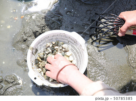 潮干狩り 潮干狩り 50785385