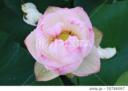 ハスの花咲くころ 50786067