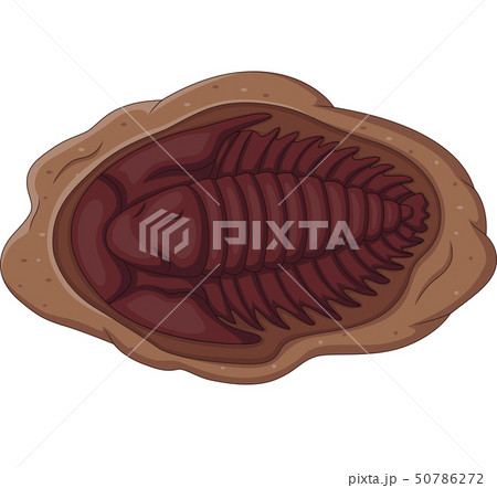 Illustration of trilobite fossil on a white backgr Illustration of trilobite fossil on a white backgr 50786272