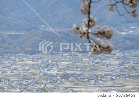 山から見た街の風景と桜 山から見た街の風景と桜 50786458