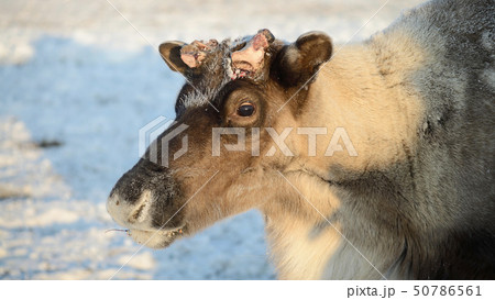 Portrait of a reindeer in winter 50786561