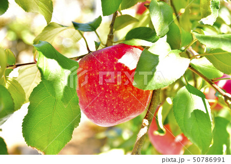 秘境　林檎の木　リンゴ　秋の季節　Apple tree　 50786991