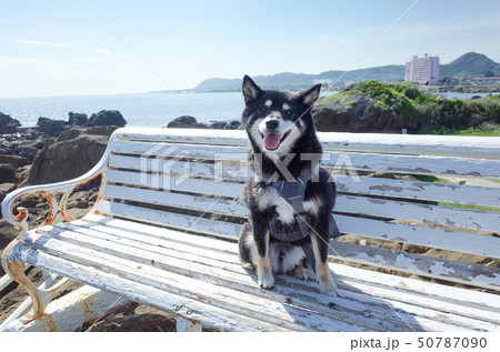 白いベンチに座る黒柴犬 50787090