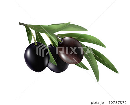 Isolated olives. Three black olive fruits on a branch with leaves isolated on transparent background Isolated olives. Three black olive fruits on a branch with leaves isolated on transparent background 50787372