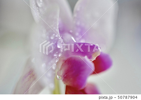 花 蘭 ピンク 水滴 50787904