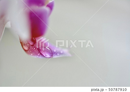 花 蘭 ピンク 水滴 50787910
