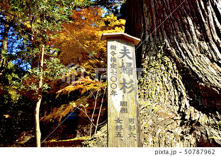 夫婦杉　樹齢700年　Married cedar 700 years old 　阿蘇郡小国町 50787962