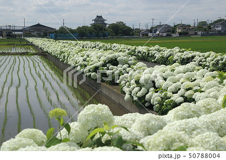 騎西あじさいロード 50788004
