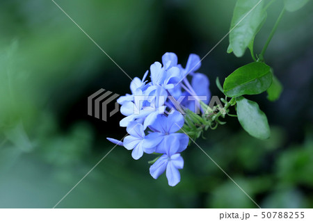 プルンバゴ　ルリマツリ　蔓植物　夏の花　常緑樹　青い花　 50788255